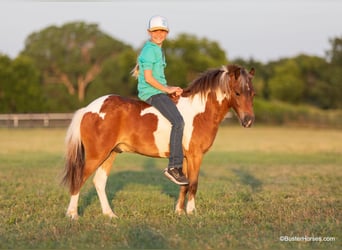 American Quarter Horse, Castrone, 7 Anni, 109 cm, Tobiano-tutti i colori