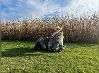 American Quarter Horse, Castrone, 7 Anni, 122 cm, Grigio pezzato
