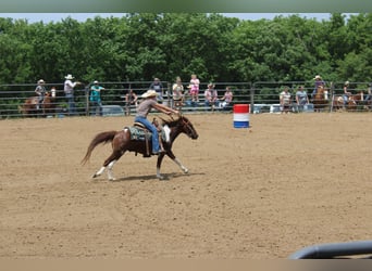 American Quarter Horse, Castrone, 7 Anni, 124 cm, Sauro scuro