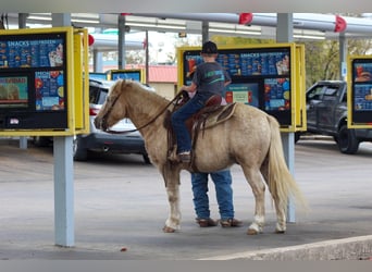 American Quarter Horse, Castrone, 7 Anni, 127 cm, Palomino