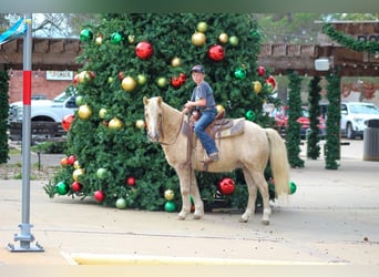 American Quarter Horse, Castrone, 7 Anni, 127 cm, Palomino