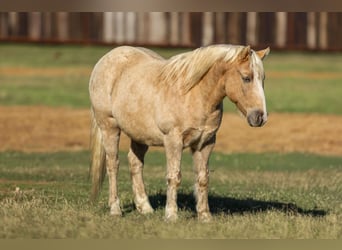 American Quarter Horse, Castrone, 7 Anni, 127 cm, Palomino