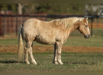 American Quarter Horse, Castrone, 7 Anni, 127 cm, Palomino