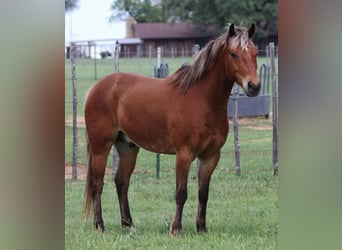 American Quarter Horse, Castrone, 7 Anni, 130 cm, Baio ciliegia