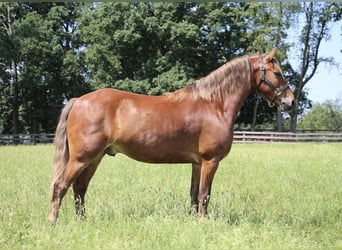 American Quarter Horse, Castrone, 7 Anni, 137 cm, Baio
