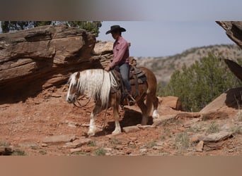 American Quarter Horse, Castrone, 7 Anni, 137 cm, Sauro scuro