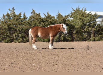 American Quarter Horse, Castrone, 7 Anni, 137 cm, Sauro scuro