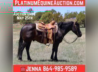 American Quarter Horse, Castrone, 7 Anni, 140 cm, Morello