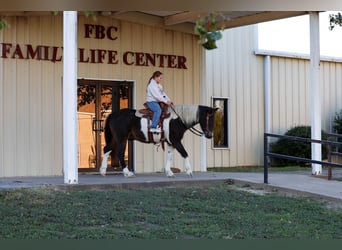 American Quarter Horse, Castrone, 7 Anni, 140 cm, Pezzato