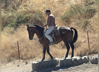 American Quarter Horse, Castrone, 7 Anni, 142 cm, Baio ciliegia