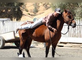 American Quarter Horse, Castrone, 7 Anni, 142 cm, Baio ciliegia