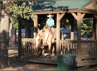 American Quarter Horse, Castrone, 7 Anni, 142 cm, Falbo