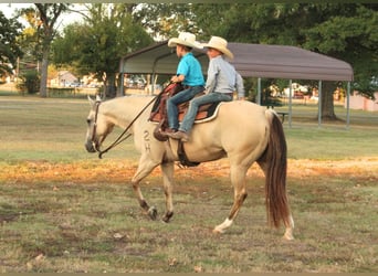 American Quarter Horse, Castrone, 7 Anni, 142 cm, Falbo