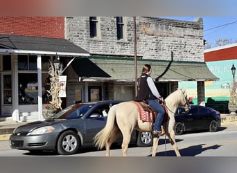 American Quarter Horse, Castrone, 7 Anni, 142 cm, Palomino