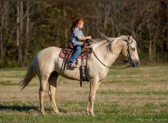 American Quarter Horse, Castrone, 7 Anni, 142 cm, Palomino