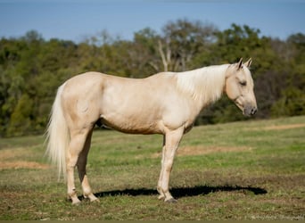 American Quarter Horse, Castrone, 7 Anni, 142 cm, Palomino