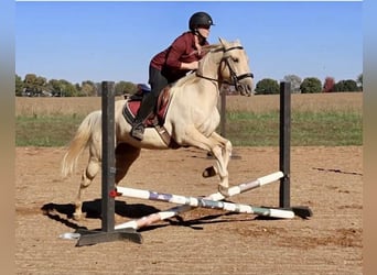 American Quarter Horse, Castrone, 7 Anni, 142 cm, Palomino