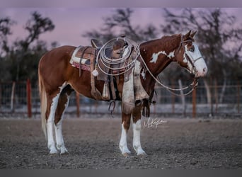 American Quarter Horse, Castrone, 7 Anni, 142 cm, Sauro ciliegia