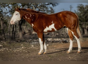 American Quarter Horse, Castrone, 7 Anni, 142 cm, Sauro ciliegia