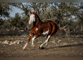 American Quarter Horse, Castrone, 7 Anni, 142 cm, Sauro ciliegia