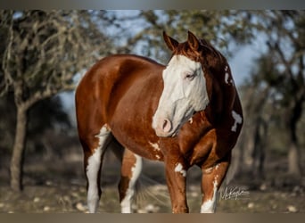 American Quarter Horse, Castrone, 7 Anni, 142 cm, Sauro ciliegia