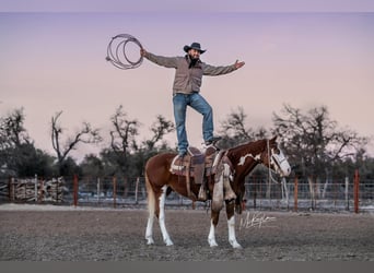 American Quarter Horse, Castrone, 7 Anni, 142 cm, Sauro ciliegia