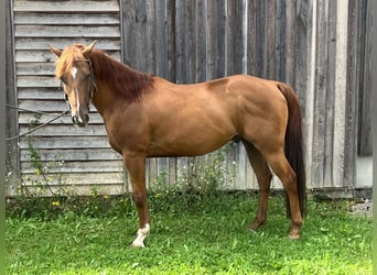 American Quarter Horse, Castrone, 7 Anni, 143 cm, Sauro