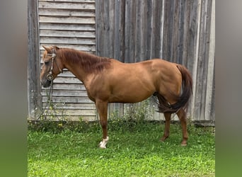 American Quarter Horse, Castrone, 7 Anni, 143 cm, Sauro