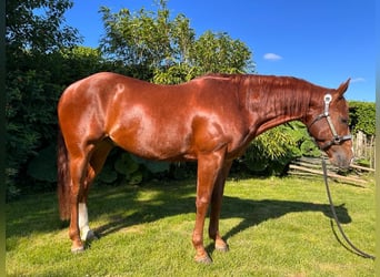 American Quarter Horse, Castrone, 7 Anni, 144 cm, Sauro ciliegia