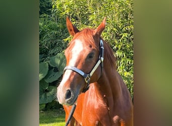 American Quarter Horse, Castrone, 7 Anni, 144 cm, Sauro ciliegia