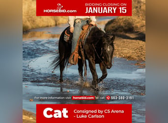 American Quarter Horse, Castrone, 7 Anni, 145 cm, Baio