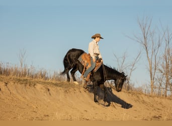 American Quarter Horse, Castrone, 7 Anni, 145 cm, Baio