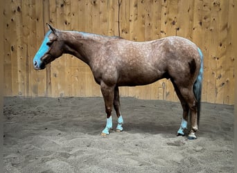 American Quarter Horse, Castrone, 7 Anni, 145 cm, Palomino