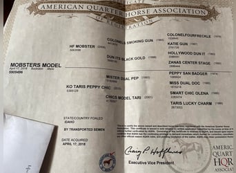 American Quarter Horse, Castrone, 7 Anni, 145 cm, Pelle di daino