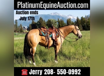 American Quarter Horse, Castrone, 7 Anni, 145 cm, Pelle di daino