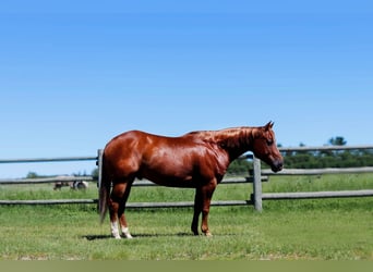 American Quarter Horse, Castrone, 7 Anni, 145 cm, Sauro ciliegia