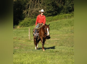 American Quarter Horse, Castrone, 7 Anni, 145 cm, Sauro ciliegia
