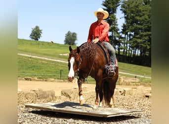 American Quarter Horse, Castrone, 7 Anni, 145 cm, Sauro ciliegia