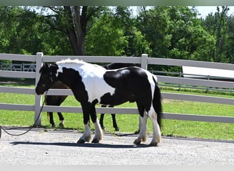 American Quarter Horse, Castrone, 7 Anni, 145 cm, Tobiano-tutti i colori