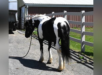American Quarter Horse, Castrone, 7 Anni, 145 cm, Tobiano-tutti i colori