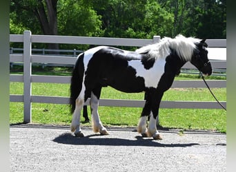 American Quarter Horse, Castrone, 7 Anni, 145 cm, Tobiano-tutti i colori