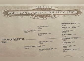 American Quarter Horse, Castrone, 7 Anni, 147 cm, Baio ciliegia