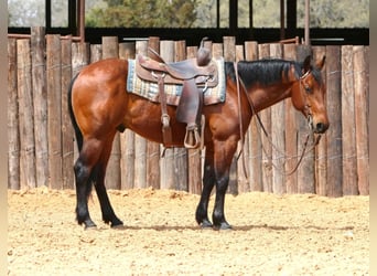 American Quarter Horse, Castrone, 7 Anni, 147 cm, Baio ciliegia