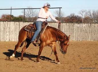 American Quarter Horse, Castrone, 7 Anni, 147 cm, Falbo