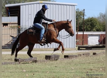 American Quarter Horse, Castrone, 7 Anni, 147 cm, Falbo