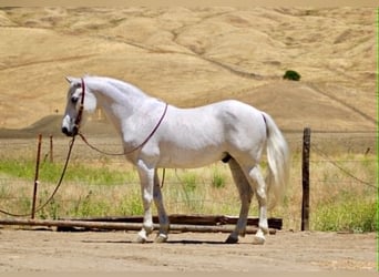 American Quarter Horse, Castrone, 7 Anni, 147 cm, Grigio