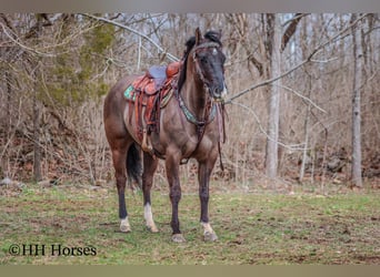 American Quarter Horse, Castrone, 7 Anni, 147 cm, Grullo