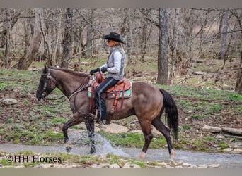 American Quarter Horse, Castrone, 7 Anni, 147 cm, Grullo