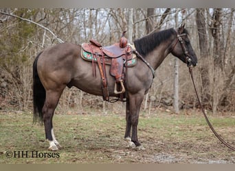 American Quarter Horse, Castrone, 7 Anni, 147 cm, Grullo