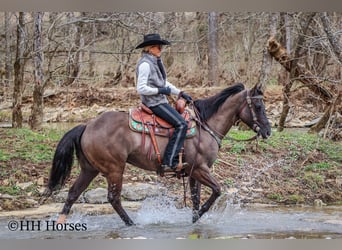 American Quarter Horse, Castrone, 7 Anni, 147 cm, Grullo